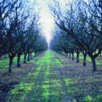 Almond Grove, Arbuckle