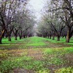 Almond Grove #2, Arbuckle