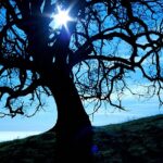 Blue Tree, Big Sur