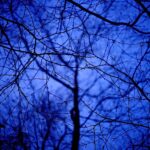 Blue Tree #2, Newport Beach