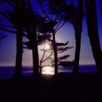 Blue Trees, Big Sur