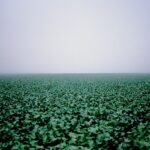 Broccoli Field, Santa Maria