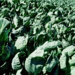 Brussels Sprout Field, Sunset State Beach