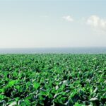 Brussels Sprout Field With Ocean, Sunset State Beach