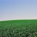 Cabbage Field, Santa Maria