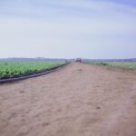Celery Field, Guadalupe