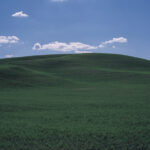Field #19, The Palouse