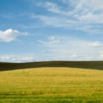 Field #13, The Palouse