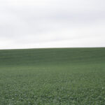 Field #16, Yolo