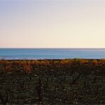 Field With Ocean, San Simeon