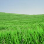 Green Field #2, Paso Robles