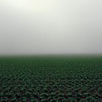 Lettuce Field, Santa Maria