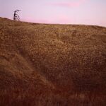 Pink Tree, Big Sur