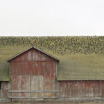 Point Reyes Barn, Point Reyes