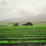 Point Sal Barn, Point Sal