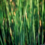 Reed, Newport Beach Back Bay