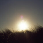 Reeds, Point Reyes