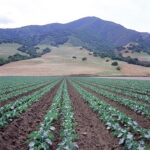 River Road Field, Salinas