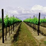 River Road Vineyard, Salinas