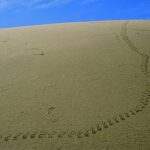 Snowy Plover, Guadalupe Dunes
