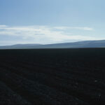 Spinach Field, Hollister