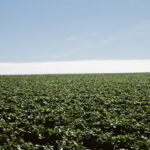 Strawberry Field #2, Watsonville