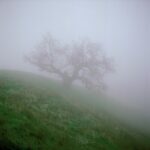 Tree, Big Sur