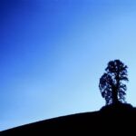 Tree #4, Paso Robles