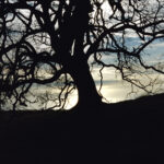 Tree #5, Big Sur