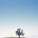 Tree #6, Plaskett