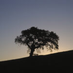 Tree #7, Solvang