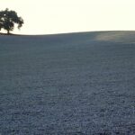 Tree of Light, Paso Robles