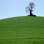 Vineyard Tree, Paso Robles