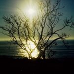 Winter Silhouette, Del Mar
