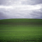 Field #15, The Palouse